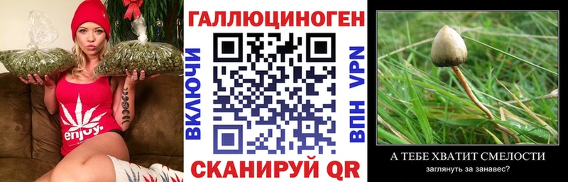 Галлюциногенные грибы Psilocybe  Кораблино 